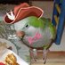 Kato Q Parrot (@katoqparrot) Twitter profile photo Kato Q Parrot (@katoqparrot) Twitter profile photo