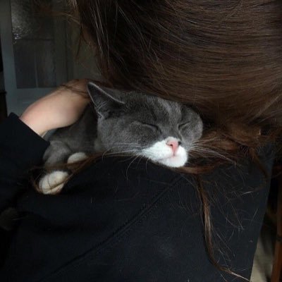 Catleesi