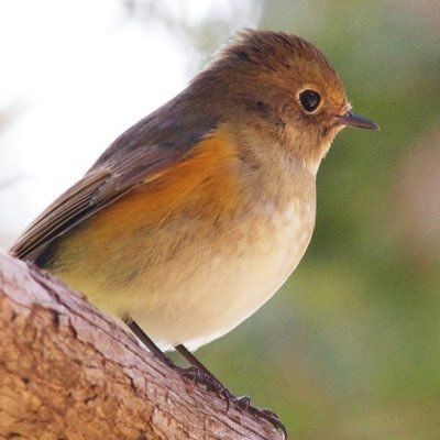写真好きです。ディアブロイモータルやってます。リペアマンでデジタルカメラレンズ天体望遠鏡双眼鏡アクセサリー等を修理しています。フォトマスター検定１級所持。ｶﾒﾗはPENTAXばっかり使っています。コロ番17104。