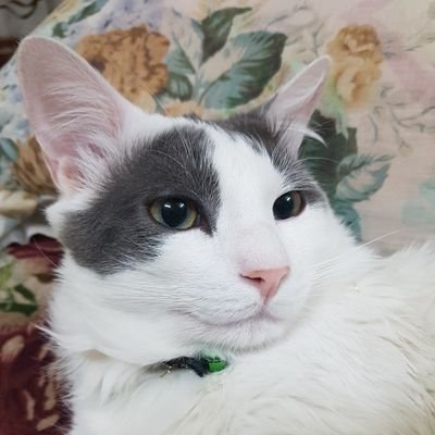 9P5JWcpodR5FGax's profile picture. 