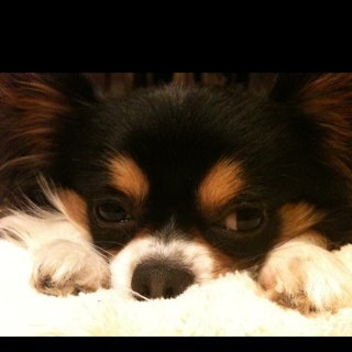 白いダルマの妖精を見た Dogod1962 Twitter