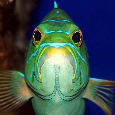 TeleostBoss's profile picture. 