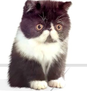 godmodule6's profile picture. Estudiante de ingenieria, adicto a la tecnología