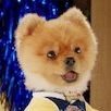 ๐พPom-Pom๐พ (@perkypompom) 's Twitter Profile