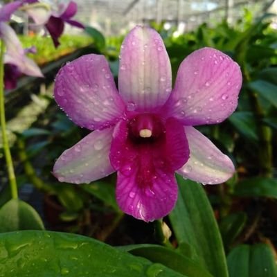 Lavita orchids Profile