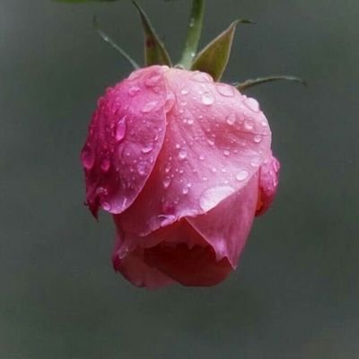 pighalta_mizaz's profile picture. 