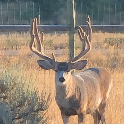 bets_buck's profile picture. Not a capper. Haven't met a live soccer over I didn't love. Yunus Musah.