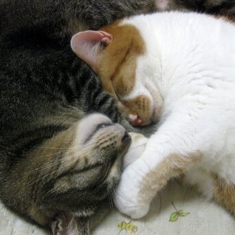 🙏キジトラ迷子猫🙏川崎市🙏詳細固定ツイ🙏拡散希望さんのプロフィール画像