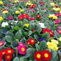 أ يمن السمان ابو عبد الرحمن (@lr5olsmdboswhwj) Twitter profile photo