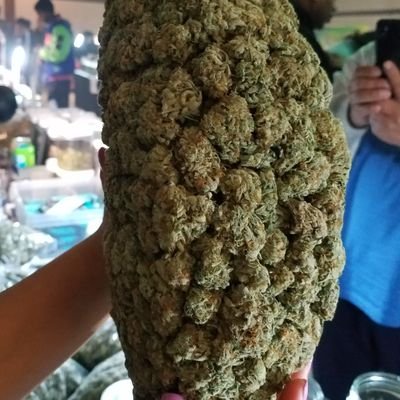 ThaCannaBoss's profile picture. The best dank in Cali
