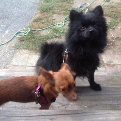 MOM to 3 KIDS & 6 POMS :Brady, Bella-chick, Gronk, Edelman, Bruschi, & McCourty . ALSO A GRANDMA of 1 ,PATRIOTS/SOX/CELTICS/BRUINS FAN, TRUMP = THE DEVIL 👹