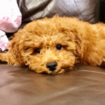 犬動画が中心ですが、癒される動画をどんどん広げていけたらと思っていますー！ よろしくお願いします！ YouTubeトイプードル動画あります。 https://t.co/F0f8dYfUvH もし、良ければご覧ください！宜しくお願い致します。