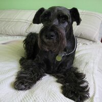 Norman Bennett - @Normanblackdog1 Twitter Profile Photo