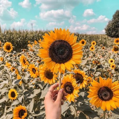 matchafredo's profile picture. 