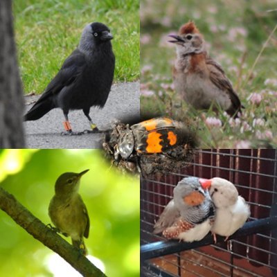 Behavioural & Physiological Ecology Group | Groningen Institute for Evolutionary Life Sciences |
@univgroningen