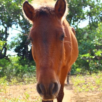 与那国島にある牧場です。
日本の在来馬、与那国馬の可愛らしさが多くの皆様に伝わりますように😊
ホームページもご覧下さい
牧場は通常営業しておりますが、アカウントは一旦お休みさせて頂きます