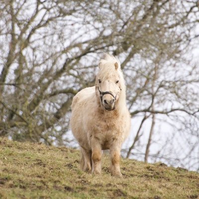 ZazaJordan_'s profile picture. 