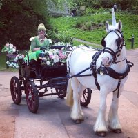 K & H Carriages(@HK_Horses) 's Twitter Profile Photo