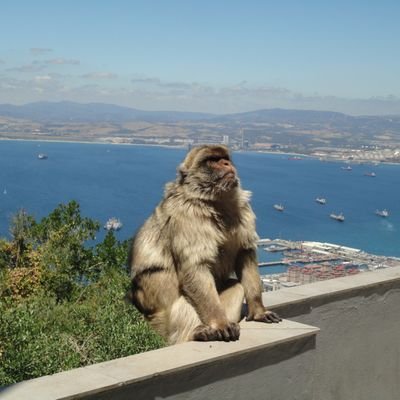 Ingeniero en Computación, UdelaR.
En la búsqueda de ser mejor padre, compañero, profesional, ciudadano ... mejor persona.