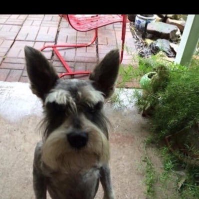 fluffman1991's profile picture. Brynäs