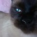 シャム猫【Siamese-cat】 (@siamese05502890) Twitter profile photo シャム猫【Siamese-cat】 (@siamese05502890) Twitter profile photo