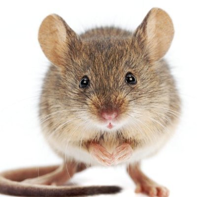 ye_mouse's profile picture. I make pixelart?
My go-to chiptune composer : https://t.co/j5EQV86Cuu