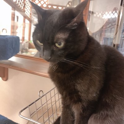 okupara0203's profile picture. 