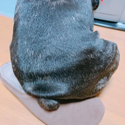 ホラー映画、動物が大好き。 フレンチブルちゃん🐶ミニピンちゃん🐶ヘルマンちゃん🐢と生活しています。ゲーム実況みたりホラゲしたり。最近はDBDや地球防衛軍やってます。