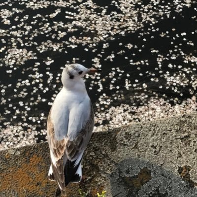 nekoromchi's profile picture. 2023年3月産能短大経営管理コース卒。2023年4月〜慶應通信 特別課程 経済学部。34/116(124)。勉強以外のことも沢山呟きます。興味関心があっちにいったりこっちにいったり。経営学×経済学×心理学×語学を目指したいアカウント。