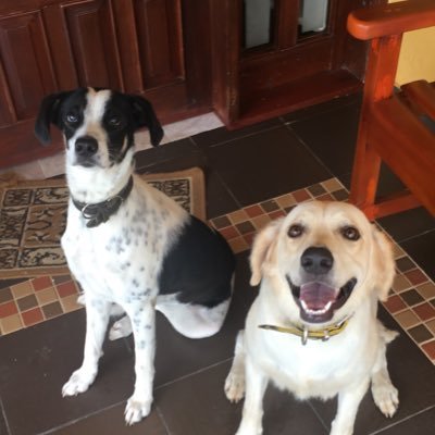 lullanos20's profile picture. Just another Lu, Médico Veterinaria