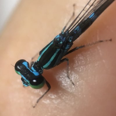 orangserangga's profile picture. 生き物の人。 最も幸福なことは内地に置いてきた 備忘録のようなもの　　　　　　　　　　ツイートしません