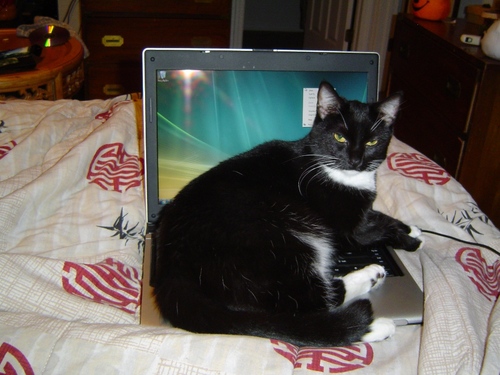Tea Enthusiast, Cat Lover, Tech Nerd, Avid TV Watcher