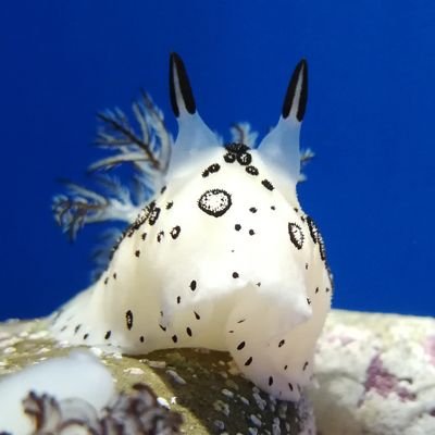 はやこまさんのプロフィール画像