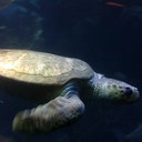 Rosemary Breen - @rsusiebreen - Twitter