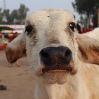 Raoul Tranchirer (@timepassages) 's Twitter Profile