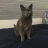 ImeMiJeM's profile picture. A molecular biologist and a data science enthusiast • love cats • most likely coding right now