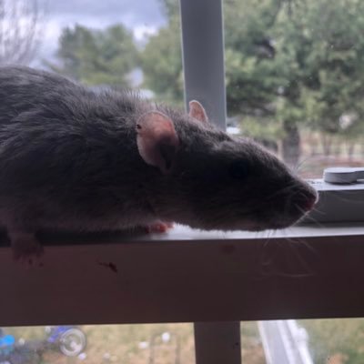 hi, i’m remy! i’m a blue dumbo rex rat, and i live with harley and spot! i hope we can all be friends!