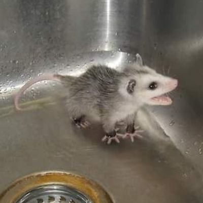 Tezca_negro's profile picture. 