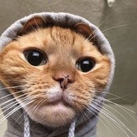 V a n e s s a 🌻 (@bbitchesss_) 's Twitter Profile