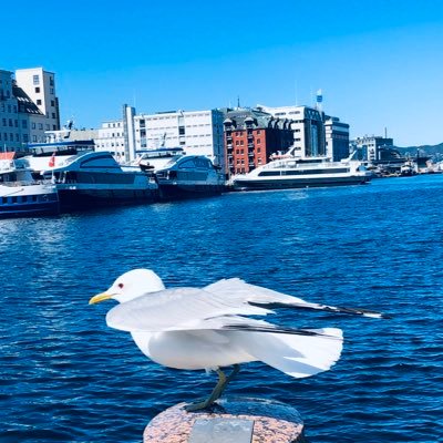 erezmor2's profile picture. 55 שנה ישראלי, 50 שנה אוהד הפועל, 40 שנה במדבר במסע אל ישראל המובטחת של פעם.