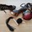 ShopMistresses's profile image