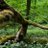 ForetPrimitive's profile image