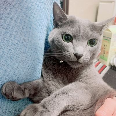 ロシアンブルー、山登り、バラ栽培、哲学、嵐が好き。宮城県出身。数年後、退職したらターシャテューダー目指して頑張ります。