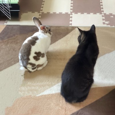 momosan0323's profile picture. うさぎとねこ❤︎ひこにゃんとタンタン🐼とウォンバットのワインくんが大好き❤︎ 551ファミリーは箱推し🐻‍❄️