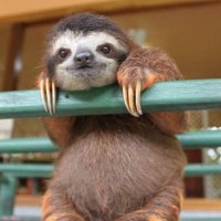 朱雀 (@_s_u_z_a_k_u) Twitter profile photo