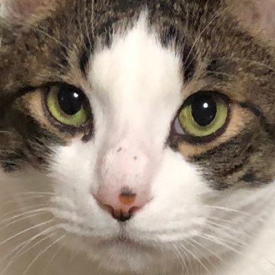 ペット垢🐱🐢🐹🦜🐰🐶🐟超成人済み 2025/4/2〜最近ベタと他熱帯魚を飼い始めました。6年ぶり?過密飼育に挑戦しています。水槽は全てベアタンクです。ベタとコリドラスが好きです❤️20年以上アクアリウムしてます。