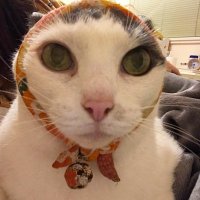 Meow(@DariukasIWGP) 's Twitter Profile Photo