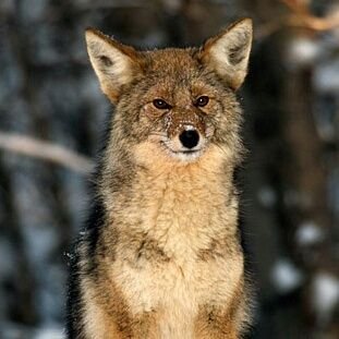 You should never trust a coyote, especially one that is smiling at you.