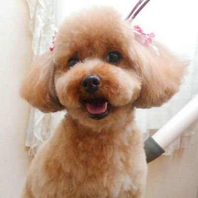 保護犬カフェさんよりトイプードルのピノ🐶を家族に迎えました/Dogfoster/Prowrestlingfan/YAMATO/飯伏幸太/千葉ロッテマリーンズ⚾