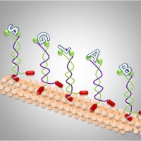 Sglab_IITJ (@iitjsglab) 's Twitter Profile